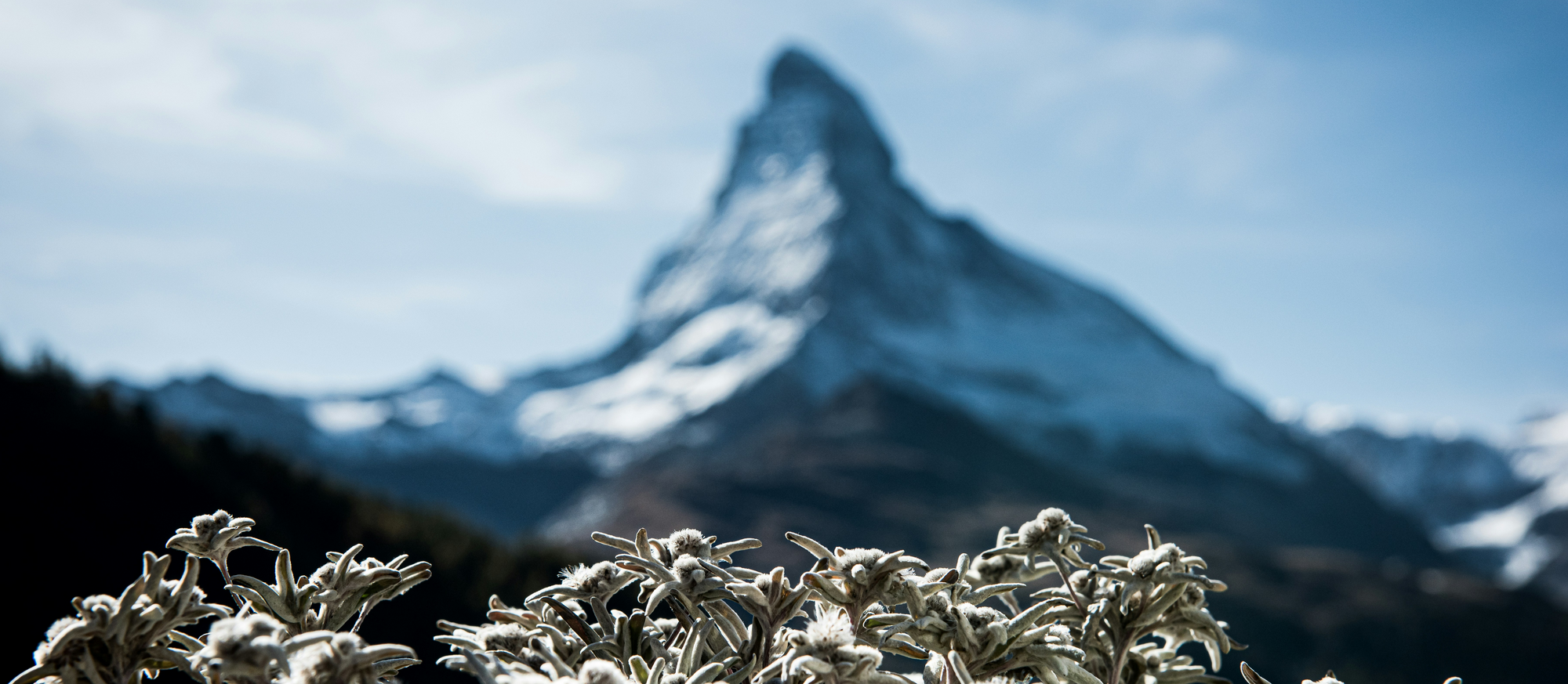 Edelweiss Mattertal
